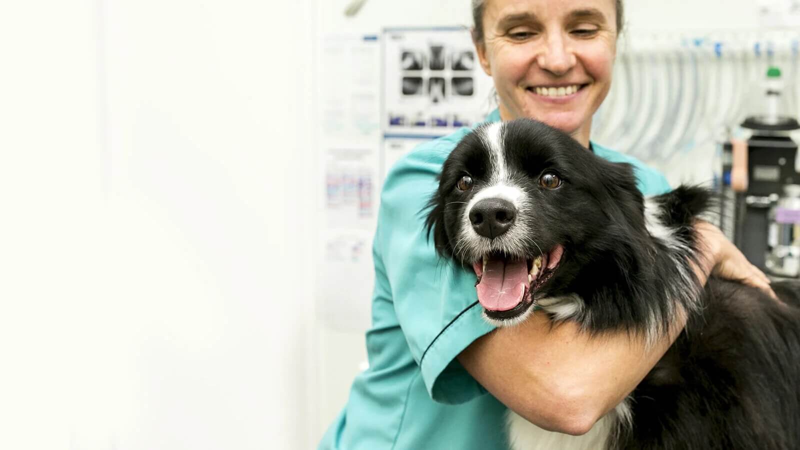 Ringwood Vet Clinic offers exceptional Fear Free Care for your pets