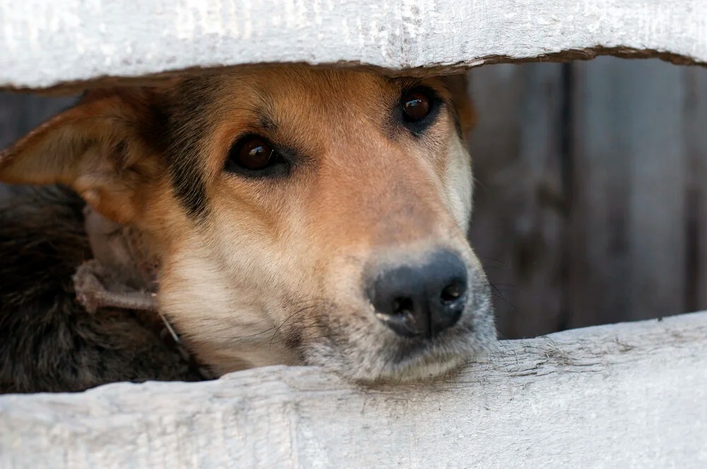 Is your dog struggling to adapt to an empty nest?