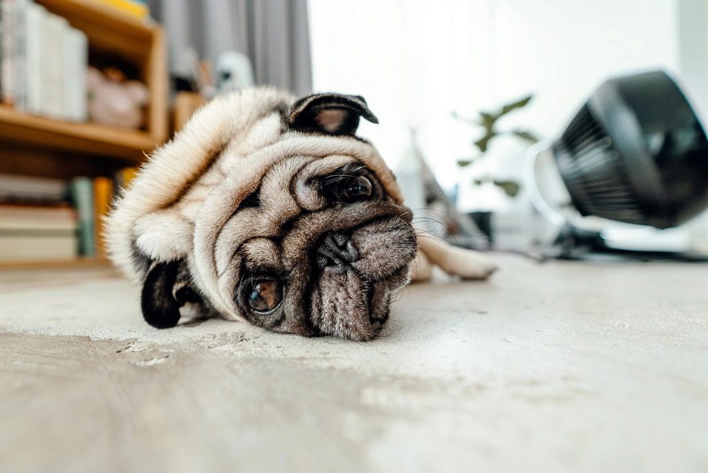 5 ways to keep your pet calm while celebrating summer
