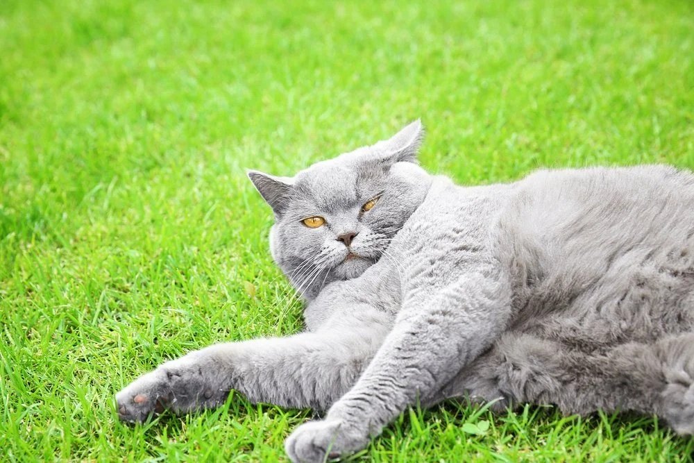 Got an overweight pet? Take our test to find out and get them back in shape