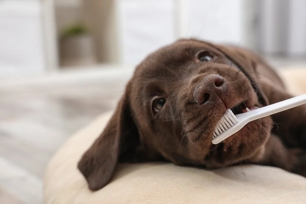 Do you know how to look after your pet’s teeth?