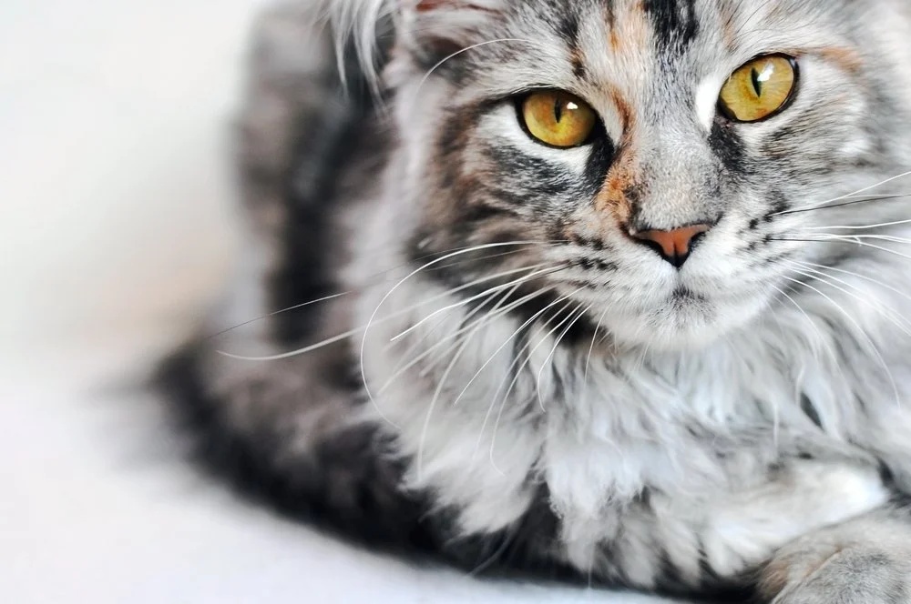 What’s your cat really trying to tell you?