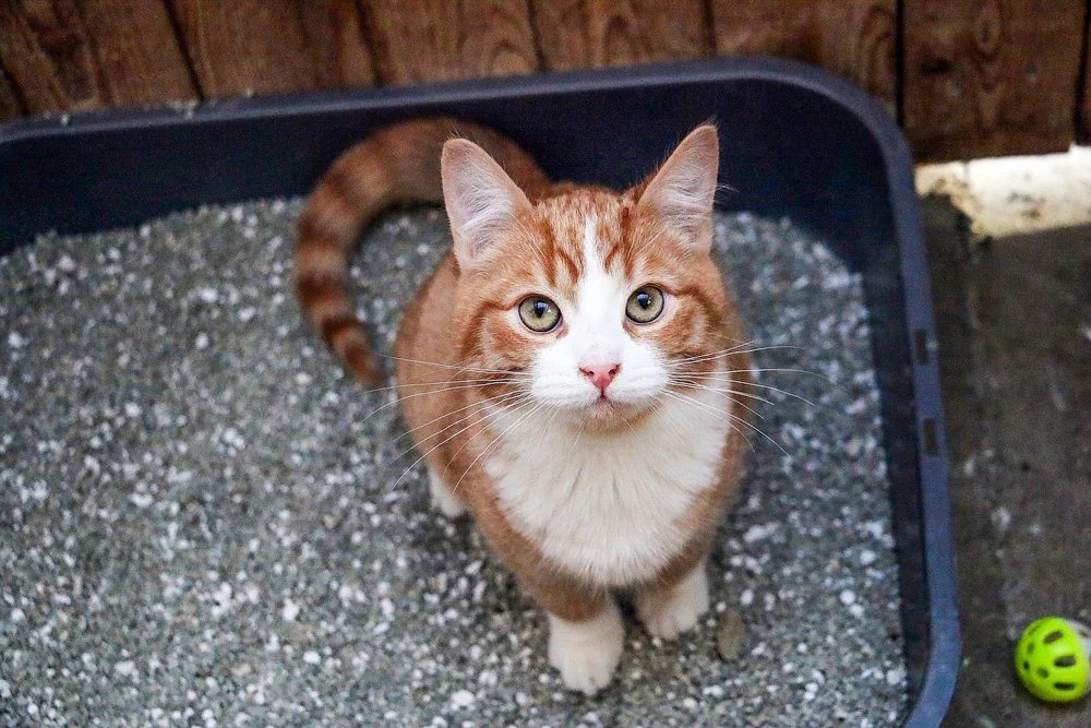 Got litter box troubles?