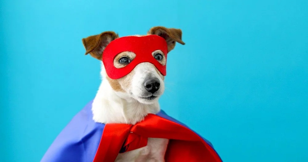 Top ten superpowers of pets
