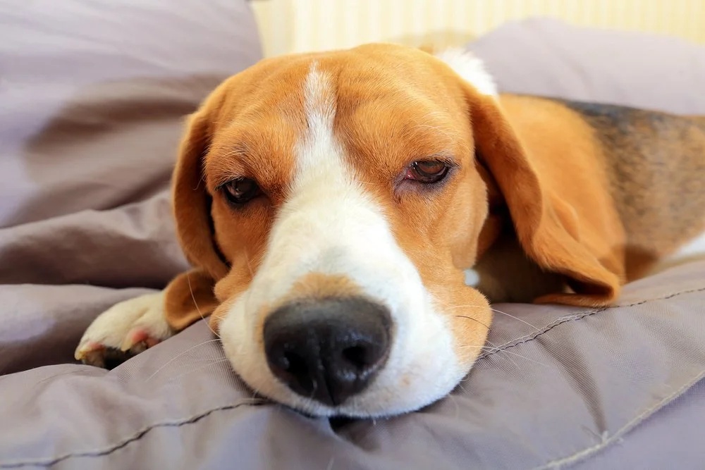 What you need to know about kennel cough