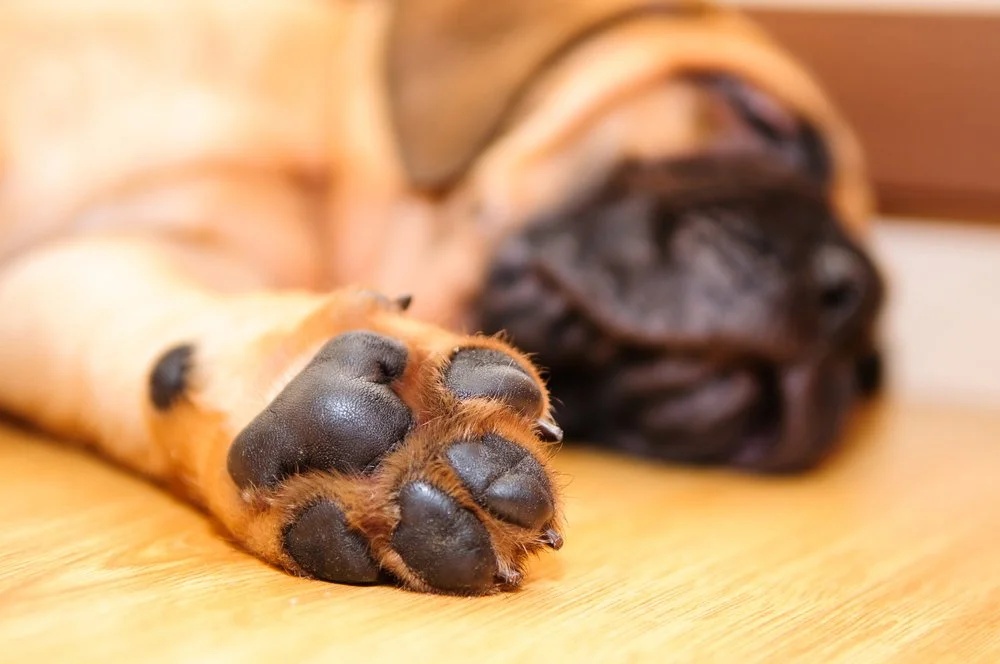 Your dog’s paws can burn in warmer weather