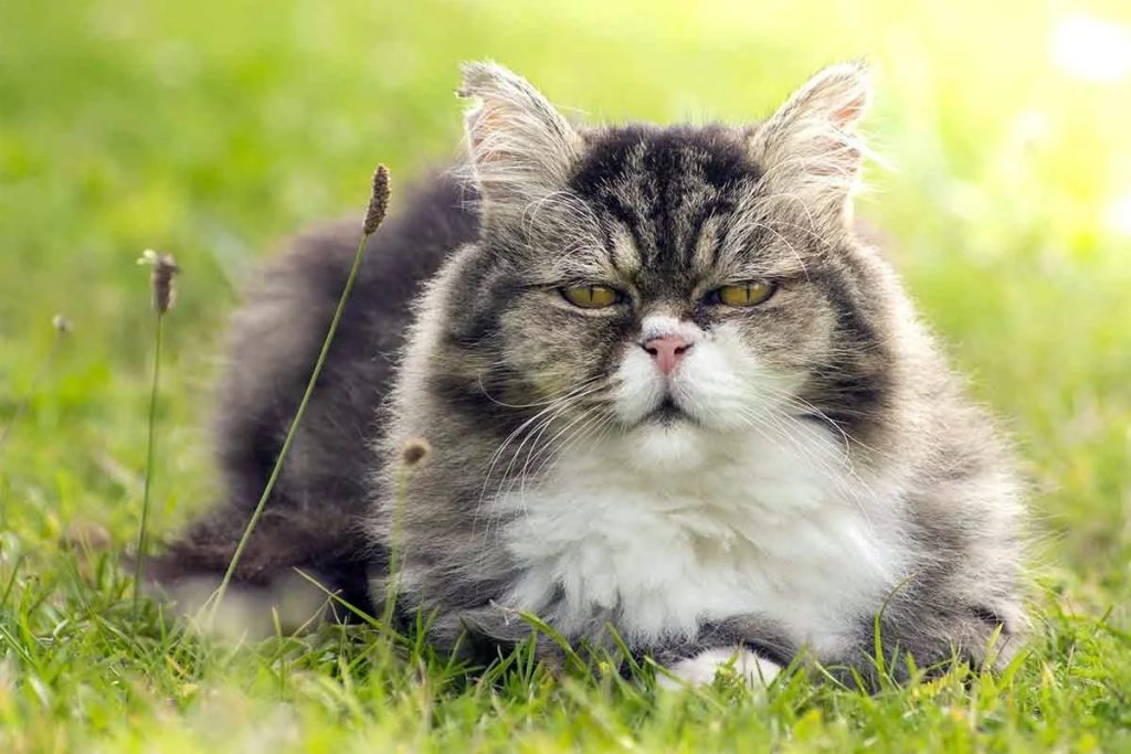Arthritis – here’s what you need to know about your ageing cat’s joints