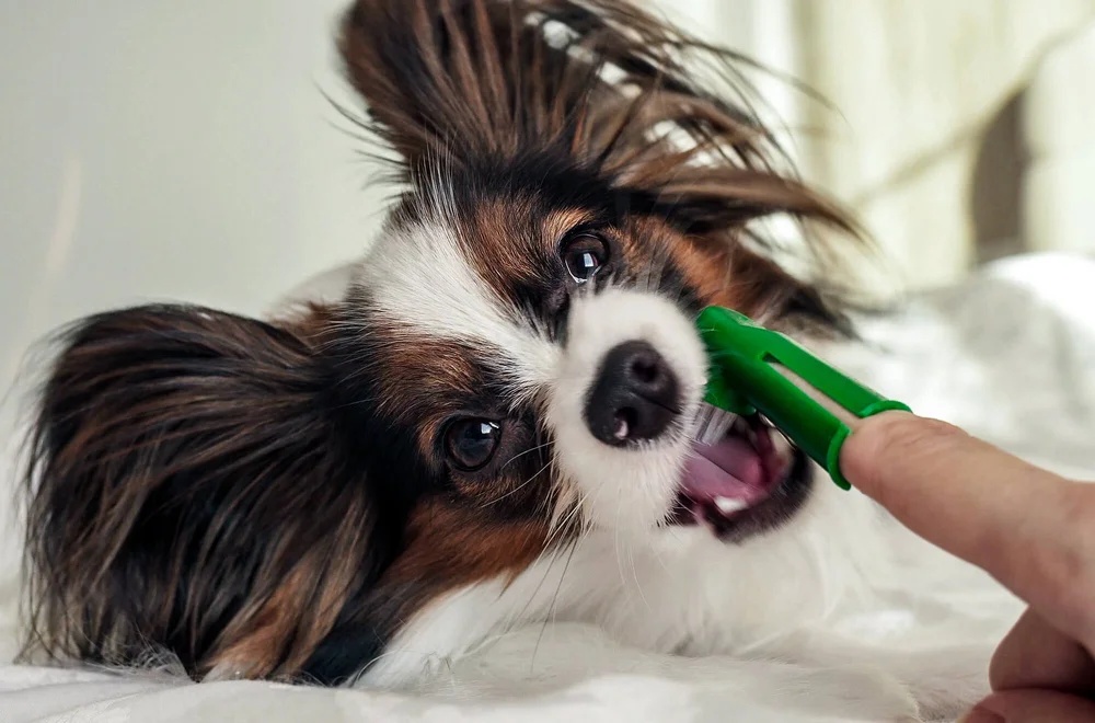Take the stress out of toothbrushing
