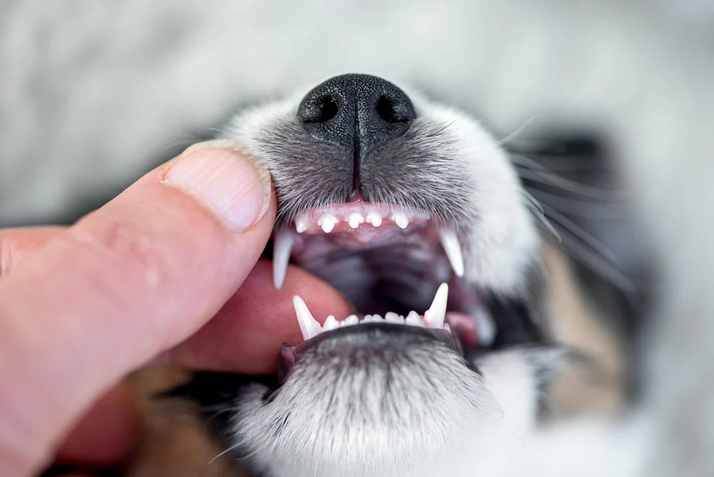How can periodontal disease hurt my pet?
