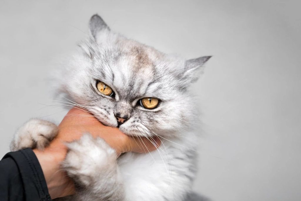 Why does my cat scratch and bite me?