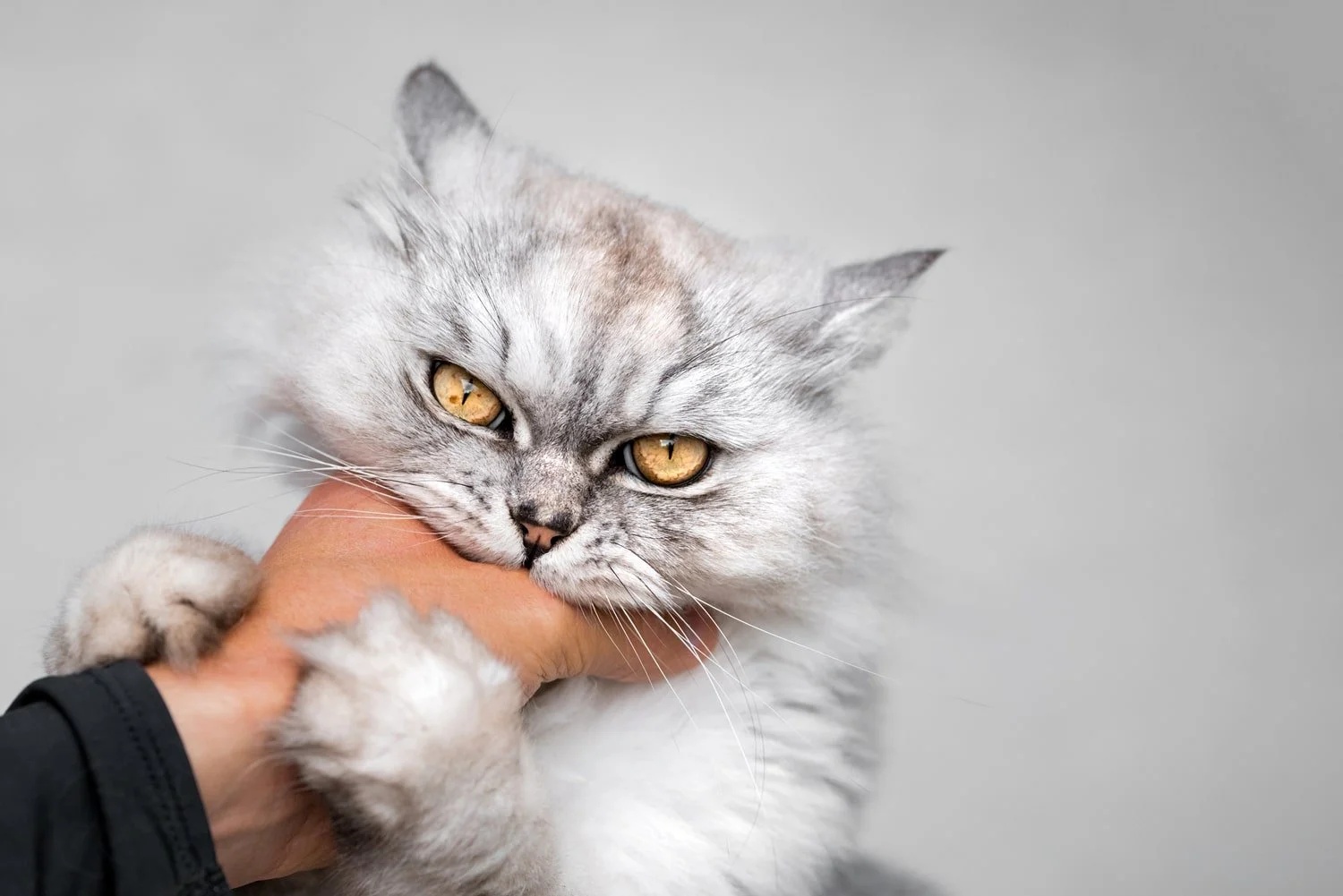 Why does my cat scratch and bite me?