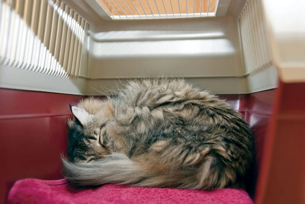 Stress-Free Vet Visits: Tips to Keep Your Cat Calm and Happy