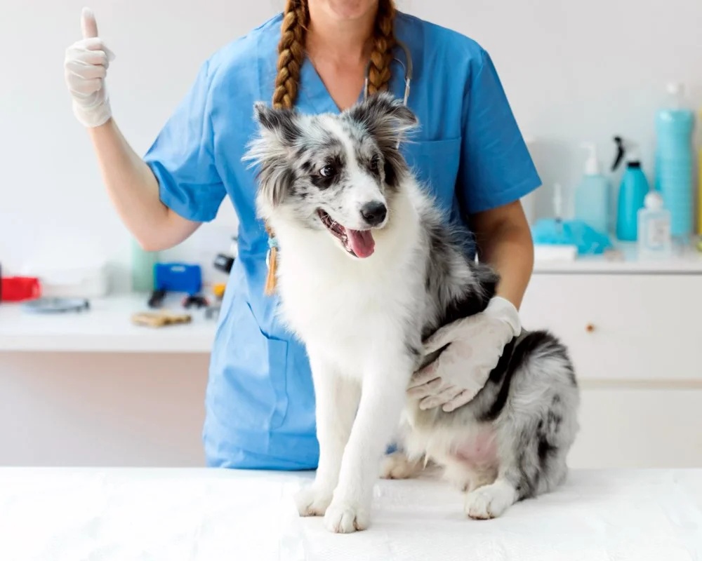 Fear-Free Vet Visits for Dogs