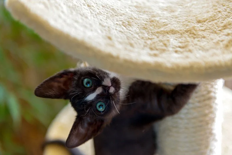 Cats at home vs allowed to roam