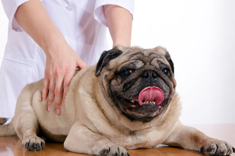 Is your pet struggling to move?